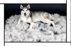 毛質(zhì)差、過度脫毛？華興重磅推出犬美毛處方糧